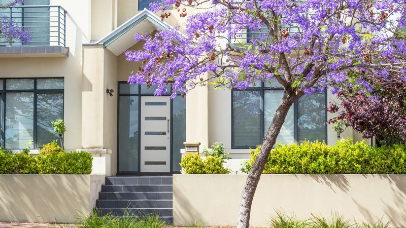 A modern two storey home with a jacaranda tree on the verge.